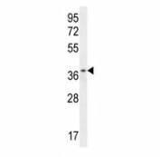 ZNF322B antibody western blot analysis in HL-60 lysate