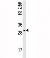 TPSAB1 antibody western blot analysis in 293 lysate.