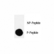Dot blot analysis of phospho-CRK antibody. 50ng of phos-peptide or nonphos-peptide per dot were spotted. P-Peptide=phos-peptide; NP-Peptide=nonphos-peptide.