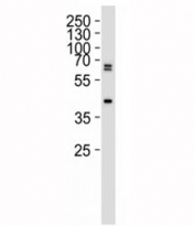 Western blot analysis of 293 lysate using SET07 antibody at 1:1000.