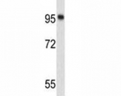 Western blot analysis of Nucleolin antibody and 293 lysate. Predicted molecular weight is 77 kDa, observed size is 100~110 kDa.