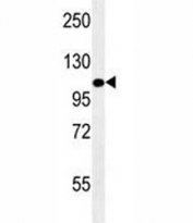 LAMP2 antibody western blot analysis in mouse NIH3T3 lysate. The protein can be extensively glycosylated and visualized from 45~110 kDa.