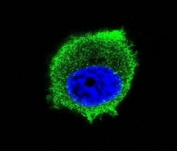 Confocal immunofluorescent analysis of TRAF2 antibody with MCF-7 cells followed by Alexa Fluor 488-conjugated goat anti-mouse lgG (green). DAPI was used as a nuclear counterstain (blue).