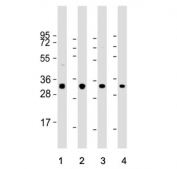Western blot testing of human 1) HeLa, 2) HL60, 3) Jurkat and 4) MOLT4 cell lysate with Osteopontin antibody. Predicted molecular weight: 35-65 kDa depending on degree of glycosylation.