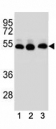 TUBB2B antibody western blot analysis of (1) human HepG2, (2) human HeLa, (3) human MDA-MB-231 cell lysate.