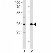 ATF4 antibody western blot analysis in (1) Jurkat and (2) MCF-7 lysate. Predicted molecular weight ~39kDa.