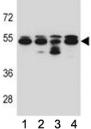 TUBB8 antibody western blot analysis in 293, A549, HepG2, K562 lysate.