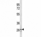 SNAI3 antibody western blot analysis in T47D lysate.