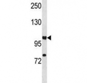 HIF1A antibody western blot analysis in A549 lysate. Routinely observed molecular weight: 100~120 kDa.