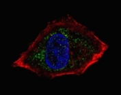 Fluorescent confocal image of HepG2 cells stained with NeuroD1 antibody. Alexa Fluor 488 conjugated secondary (green) was used. Cytoplasmic actin (red) and nuclei (blue) were counterstained. NeuroD1 immunoreactivity is localized to vesicles.