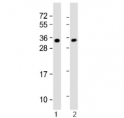Western blot testing of 1) mouse heart and 2) rat PC-12 lysate with SLUG antibody.  Predicted molecular weight ~30 kDa.