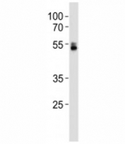 RUNX1 antibody western blot analysis in U-937 lysate.