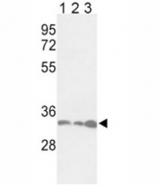 Western blot analysis of anti-PCNA antibody and 1) Jurkat, 2) HeLa, and 3) 293 lysate. Predicted molecular weight ~29kDa, routinely observed at 29~36kDa.