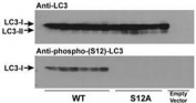 Wild type LC3 and LC3 S12A mutant vectors were transfected into CHO cells and tested with phospho-LC3C antibody (S12A = replacement of the amino acid position 12 serine of LC3 with alanine). Expected molecular weight: LC3-I = 16kDa, and LC3-II = 14 kDa.