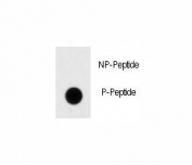 Dot blot analysis of p-Dnmt1 antibody. 50ng of phos-peptide or nonphos-peptide per dot were spotted.