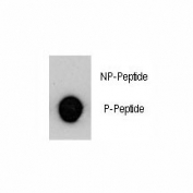 Dot blot analysis of p-MUC1 antibody. 50ng of phos-peptide or nonphos-peptide per dot were spotted.