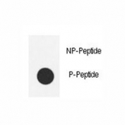 Dot blot analysis of phospho-Src antibody. 50ng of phos-peptide or nonphos-peptide per dot were spotted.