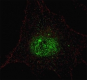 Fluorescent confocal image of SY5Y cells stained with phospho-PDX1 antibody. Alexa Fluor 488 conjugated secondary (green) was used. Note the highly specific localization of the immunosignal to the nucleus.