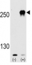 Western blot analysis of mTOR antibody and 293 cell lysate (2 ug/lane) either nontransfected (Lane 1) or transiently transfected with the mTOR gene (2).