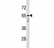 AKT1 antibody western blot analysis in T47D lysate