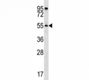 AKT1 antibody western blot analysis in HeLa lysate