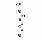 Western blot analysis of HIF1A antibody and mouse NIH3T3 lysate. Routinely observed molecular weight: 100~120 kDa.