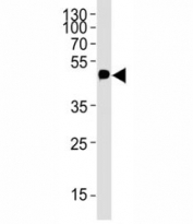 Western blot analysis of lysate from 12-Tag protein using c-Myc antibody; Ab was diluted at 1:4000.
