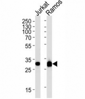 Caspase-3 antibody western blot analysis in Jurkat, Ramos lysate