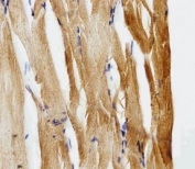IHC analysis of FFPE zebrafish muscle section using Gfap antibody; Ab was diluted at 1:25.