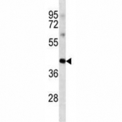 Anti-Oct4 antibody western blot analysis in K562 lysate. Predicted molecular weight ~38/30kDa (isoform A/B), commonly observed at 38-45 kDa.
