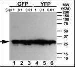 Western blot analysis of anti-GFP antibody using purified GFP/YFP/BFP proteins expressed in bacteria: Both GFP (Lanes 1-3) and YFP (Lanes 4-6) but not BFP (data not shown) were detected.