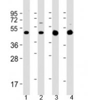 Western blot testing of 1) rat C6 cell lysate, 2) human SH-SY5Y cell lysate, 3) human brain lysate and 4) mouse brain lysate with GLUT3 antibody at 1:2000. Predicted molecular weight: 54 kDa.
