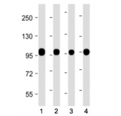 Western blot testing of Calnexin antibody at 1:2000: Lane 1) human PANC-1, 2) mouse brain, 3) mouse liver and 4) rat liver lysate. Predicted molecular weight ~68 kDa but routinely observed at ~90 kDa.
