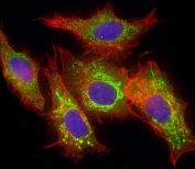 Immunofluorescent staining of fixed and permeabilized human HepG2 cells with Glutaminase antibody (green), DAPI nuclear stain (blue) and anti-Actin (red).