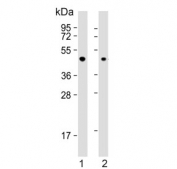 Western blot testing of human 1) A431 and 2) Jurkat cell lysate with ErbB3-binding protein 1 antibody. Predicted molecular weight ~44 kDa.