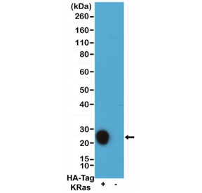 Western blot testing of lysate from human 293T cells transfected with HA-tagged KRas protein with biotinylated HA-Tag antibody at 0.1ug/ml.~