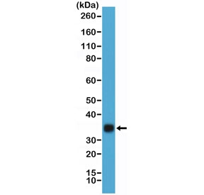 Western blot testing of hCG protein purified from humanurine using recombinant HCGb antibody at 1:20,000. Predicted molecular weight ~18 kDa (beta subunit) and ~26 kDa (hCG complex), but can be observed at up to ~40 kDa due to glycosylation.~