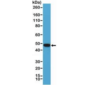 Western blot testing of human Raji cell lysate with PAX-5 antibody at 1:1000. Predicted molecular weight ~42 kDa.~