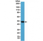 Western blot testing of human Raji cell lysate with PAX-5 antibody at 1:1000. Predicted molecular weight ~42 kDa.