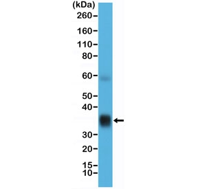 Western blot testing of human lung tissue lysate with recombinant Surfactant protein A antibody at 1:10,000. Predicted molecular wei