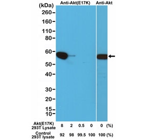 Western blot testing of a cell lysate mixture of untransfected 293T and 293T transfected with a DNA construct encoding the Akt E17K mutant, using recombinant AKT E17K Mutant antibody (RM336) or AKT antibody (clone RM252).~