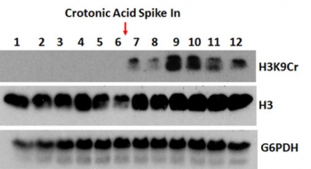 Western blot testing using H3K9cr antibody. Anti-Histone H3 and anti-G6PDH were used as controls. A crotonylation inducing metabolite was used to increase the H3K9cr signal.~