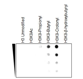 Dot blot showing H3K9cr antibody reacts specifically to Histon