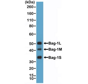 Western blot testing of human HeLa cell lysate with recombinant BAG-1 antibody at 1:1000.~