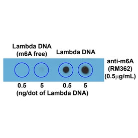 Dot blot of Lambda DNA with and without m6A, using recombinant m6A antibody (clone RM362). The membrane was pre-spotted with 5, and 0.5 ng/dot of lambda DNA. m6A-free DNA was isolated from bacteriophage lambda grown in an E. coli host-deficient in adenine methylase (dam-).~