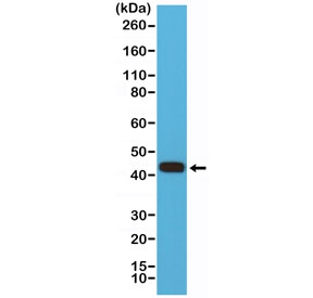 Western blot testing of human HEK293 cell lysate with recombinant MMP12 antibody at 1:500 dilution. Predicted molecular weight: ~55 kDa (pro form), ~45 kD