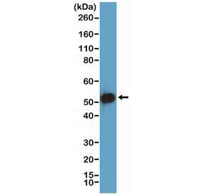 Western blot testing of human HEK293 cell lysate with recombinant p53 antibody at 1:1000 dilution. Expected molecular weight ~53 kDa.~