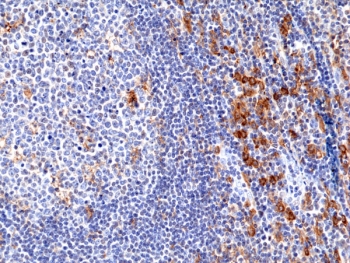 IHC staining of FFPE human tonsil tissue with recombinant CD33 an