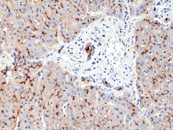 IHC staining of FFPE human liver tissue with recombinant CD13 an