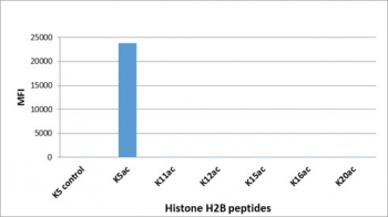 This recombinant H2BK5ac antibody specifically reacts to Histone H2B acetylated at Lysine 5 (K